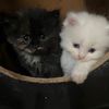 somlee_54227_5
