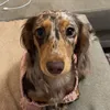 abbytunee