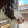 rebelshal