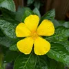 poppy1579