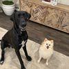 funny.puppies123