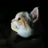 nien_2840