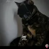 rum_and_speed