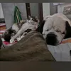 corydp7