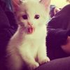 lovarloo