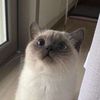 vihoa_1