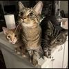 catsonadventures298