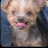 officialbumblebee.com