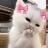 bunboo.999