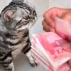 nguyetkatze