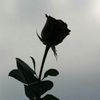 roseblack01_