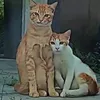 meokon_buon9binhhh