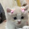 mim_chie
