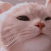 aglsyhrl