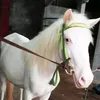 theibzt