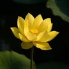 huong_duyen90