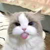 j_viee_