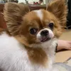 tyorogyoro