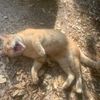 kittycatwhiskey