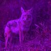coyote.dragon