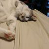 catsnbats