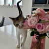 kittyrants01319