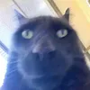 tazman1an_devil