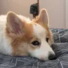 lhvudev