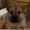 buscandogatito