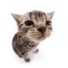 cattopotato124