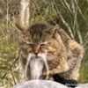 biznotfound_