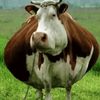 justamfcow