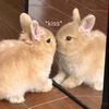 unholybunnies
