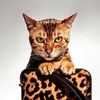Bengalsembrace