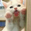 wmwmwhh
