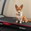 gymcorgy