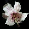 petalshazee