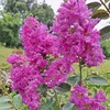 danchinh_74