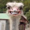 meekugh