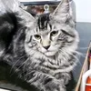 mimialunaqyan