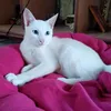 bebehmzkakak