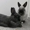 jazandthebuns