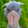 exigentparrot