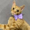 lajoss_thecat