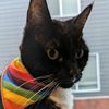 sabastion_the_cat