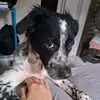 dog_feliz
