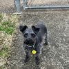 schnauzermom18