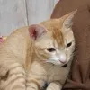 zeyx2oyen