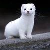 nekoshiro_2003