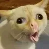 user00000000000770